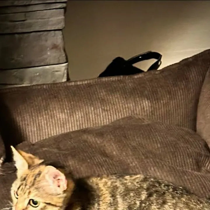 Ziuta — auch die Katze hat ihr Bett