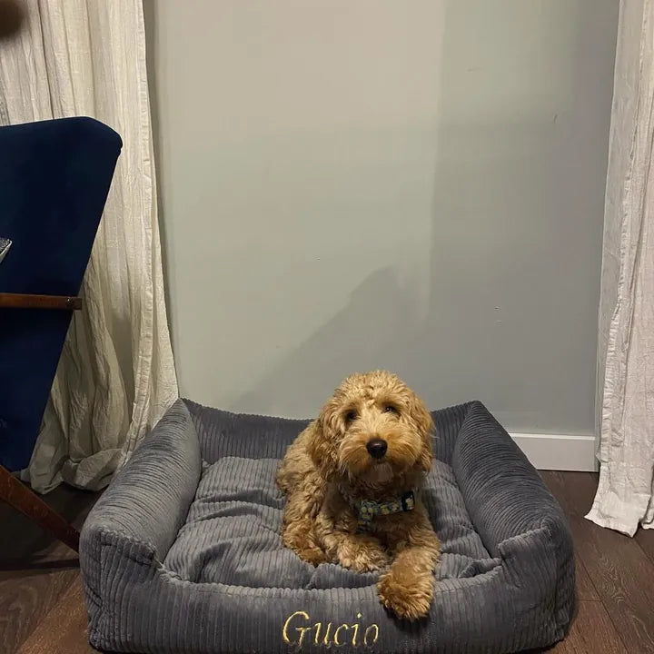 Gucio — Cockapoo