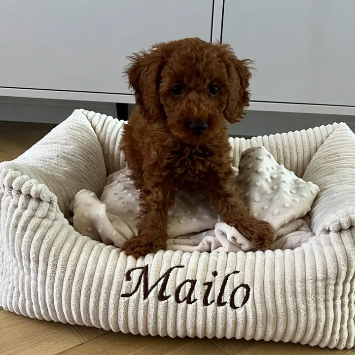 Mailo — Zwergpudel