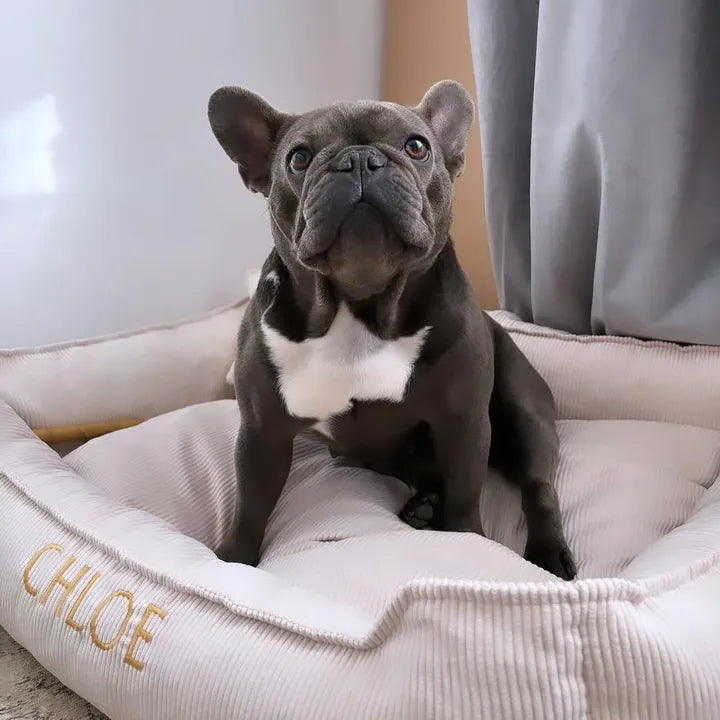 Chloe — Französische Bulldogge