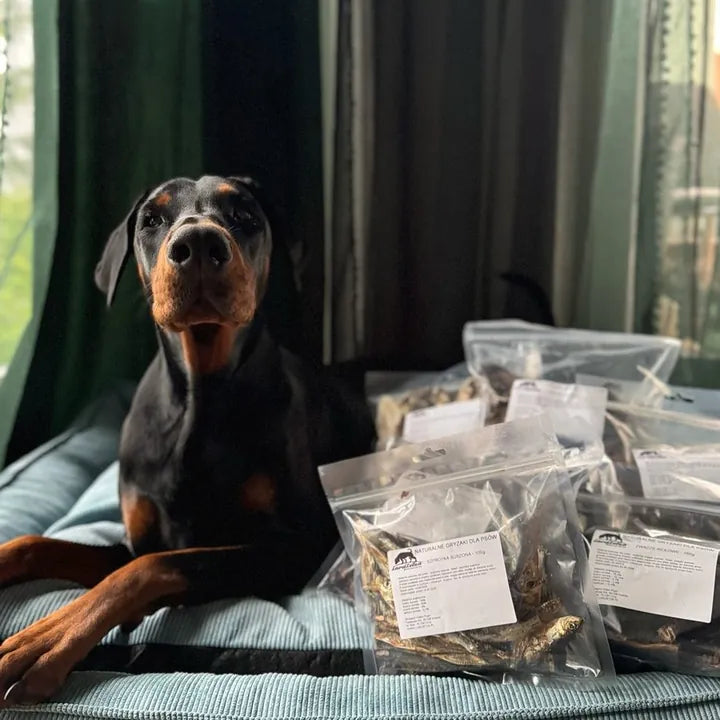 Maelle — Dobermann