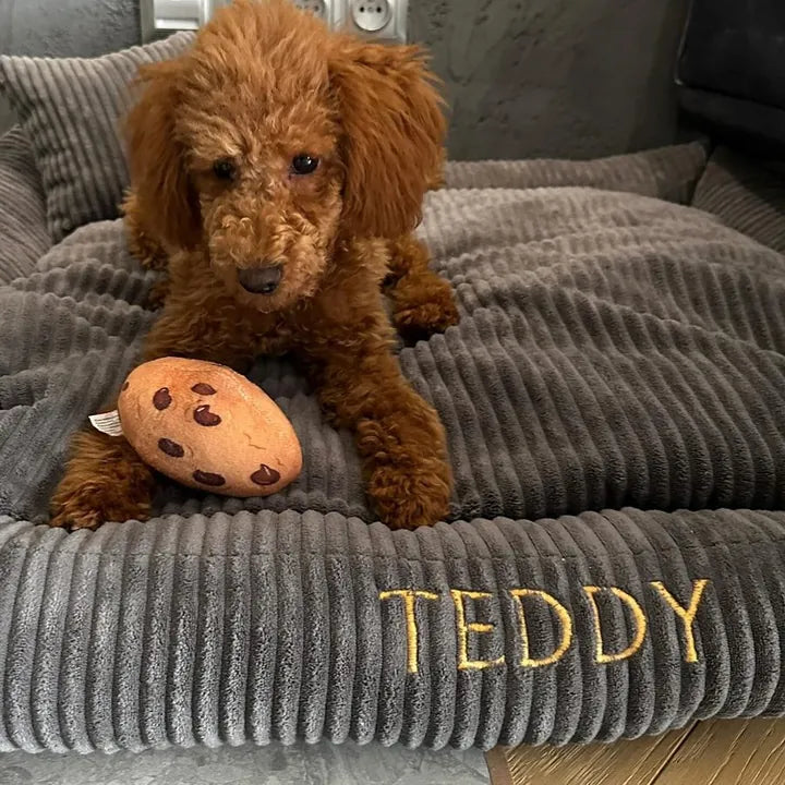 Teddy — Zwergpudel