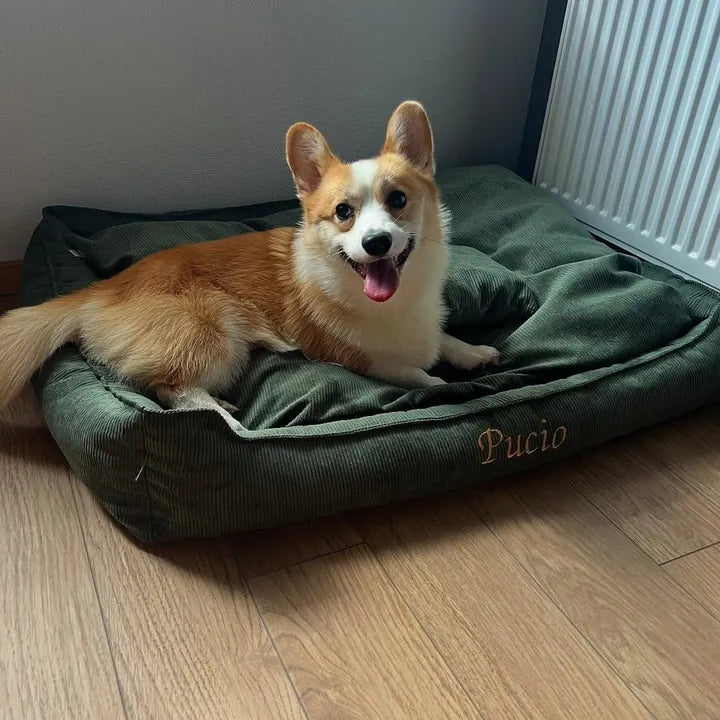 Pucio — Corgi