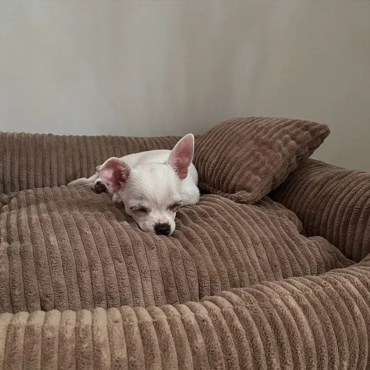 Mia — Chihuahua