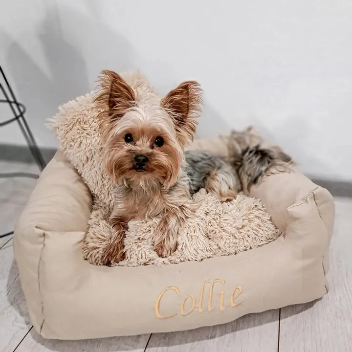 Collie — Yorkshire Terrier