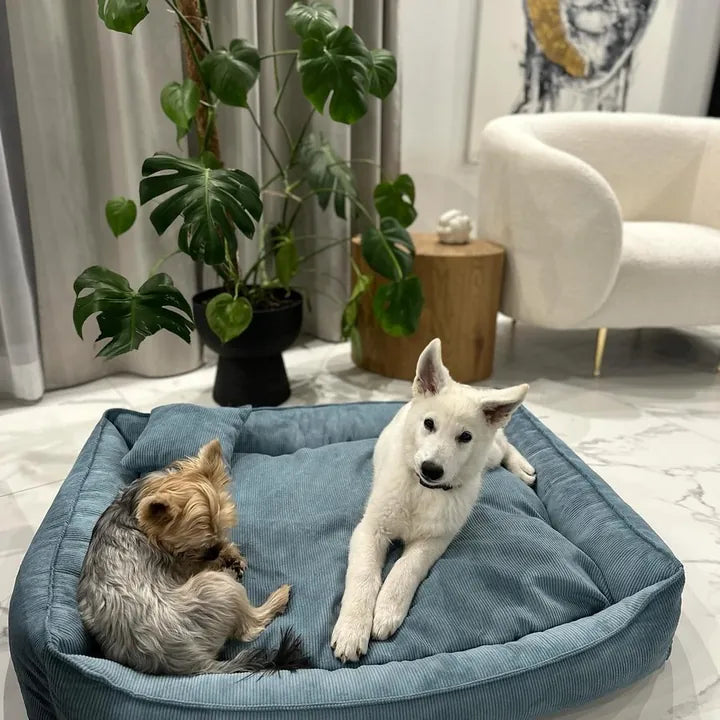 Bella und Kodi