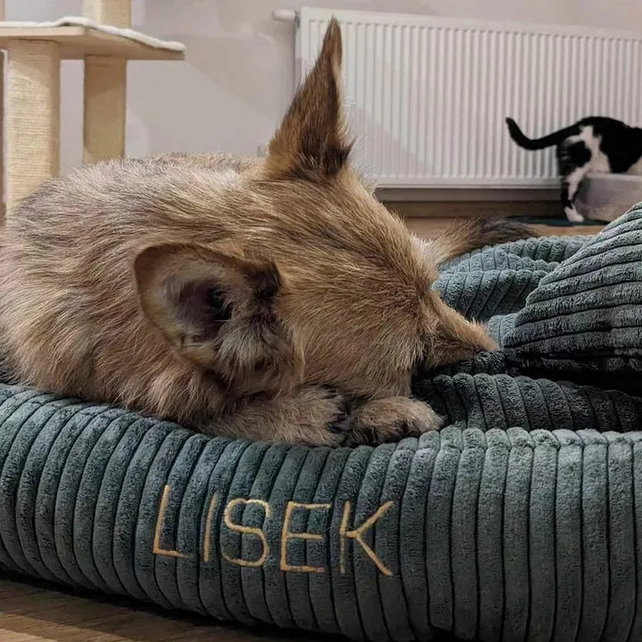 Lisek — mit Bruder Julian im Hintergrund