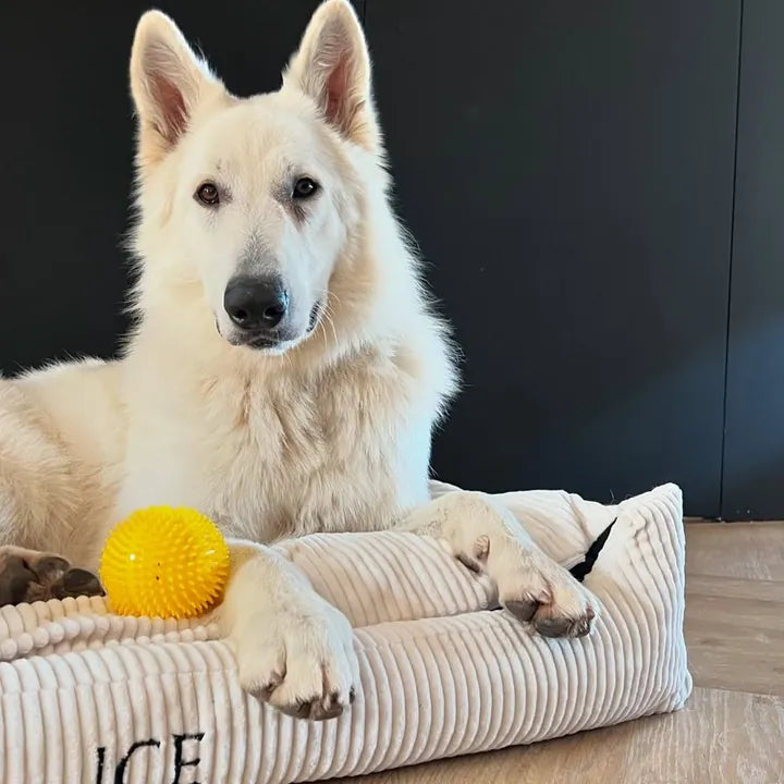 Ice — Weißer Schweizer Schäferhund